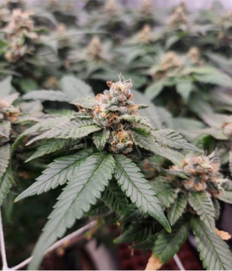 Caramel King Auto