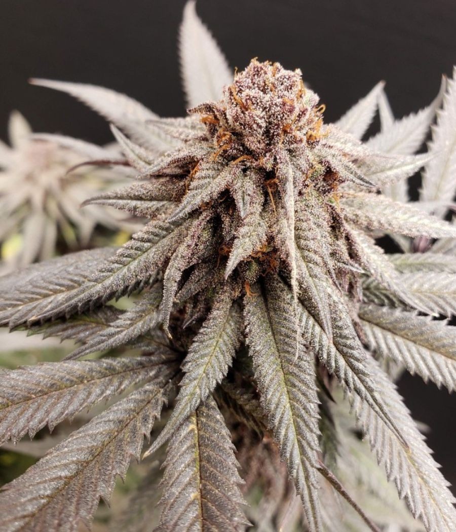 nasiona marihuany Bruce Banner Auto odmiana konopi