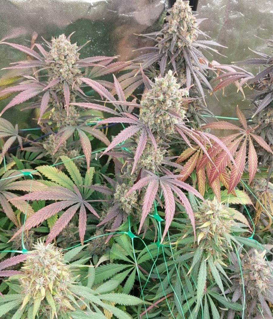 nasiona marihuany Mimosa x Orange Punch odmiana konopi