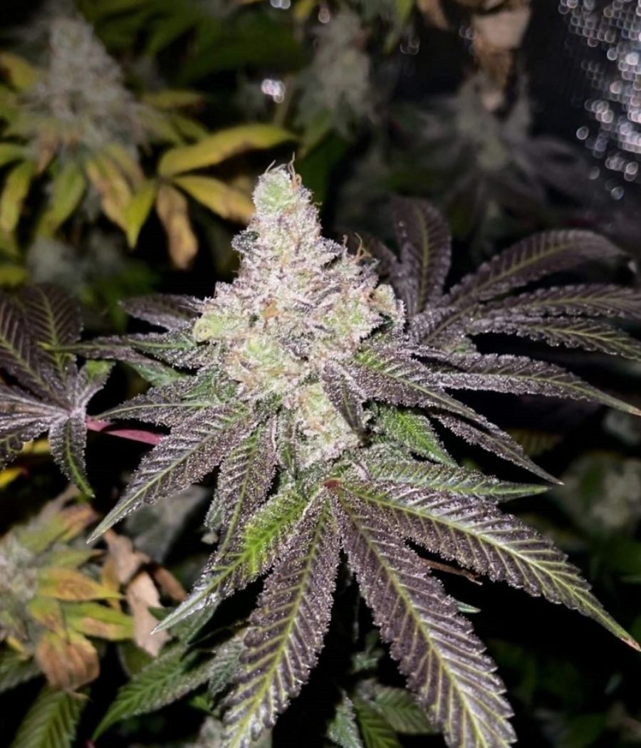 nasiona marihuany Blueberry Auto odmiana konopi