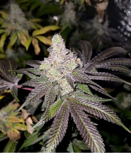 Blueberry Auto