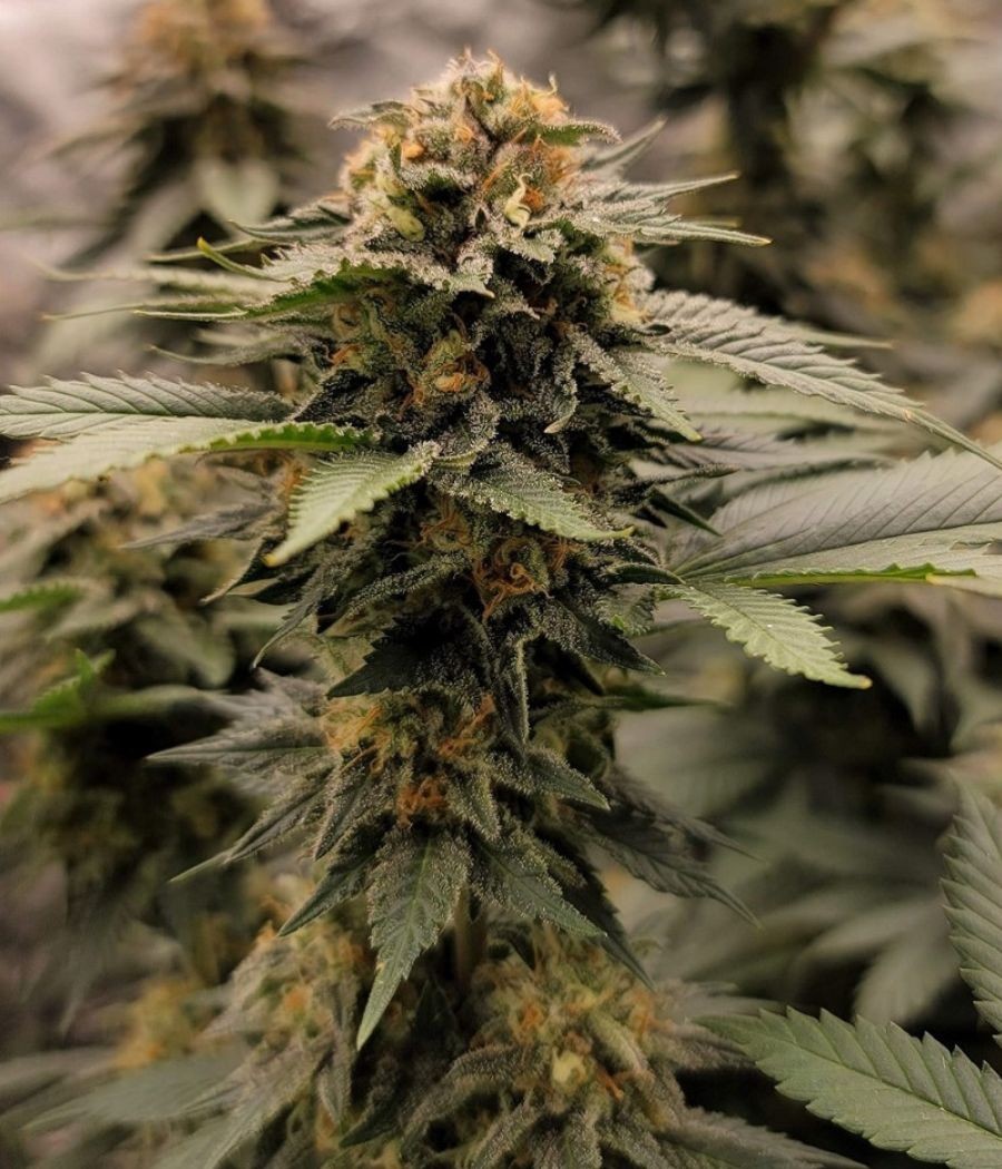nasiona marihuany Big Bud Auto odmiana konopi