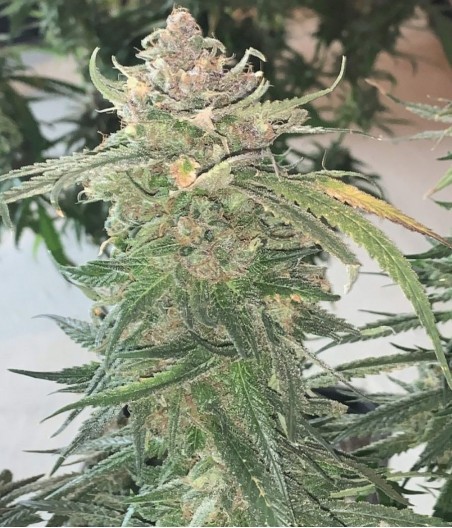 Banana Auto