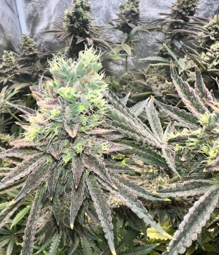 nasiona marihuany Original Amnesia Auto odmiana konopi