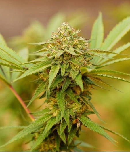Tropicana Cookies