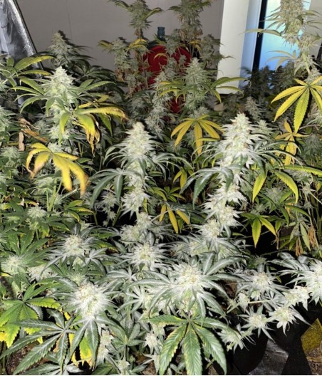 Strawberry Kush