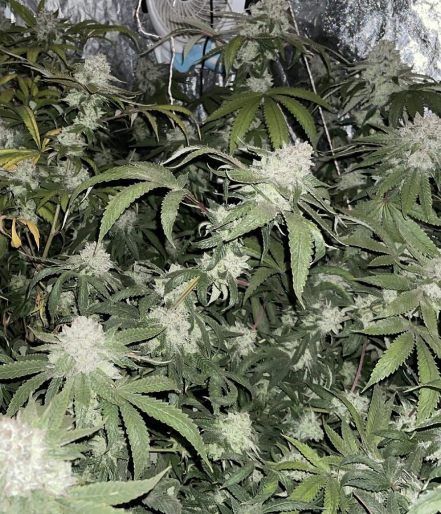 nasiona marihuany Special Skunk odmiana konopi