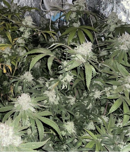 Special Skunk