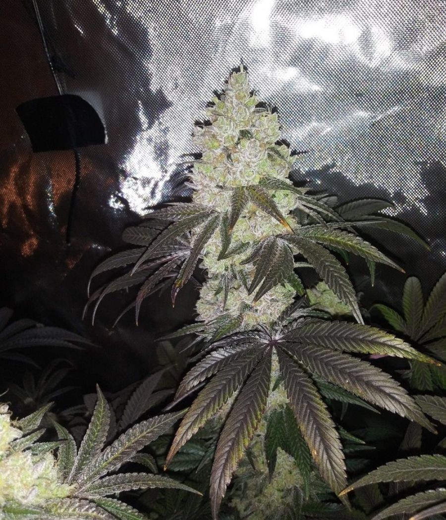 nasiona marihuany Exotic Haze odmiana konopi