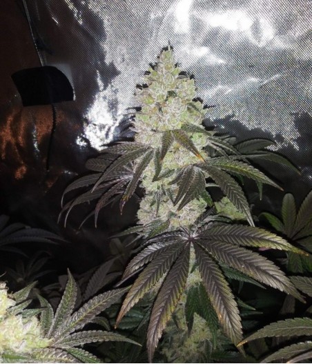 Exotic Haze