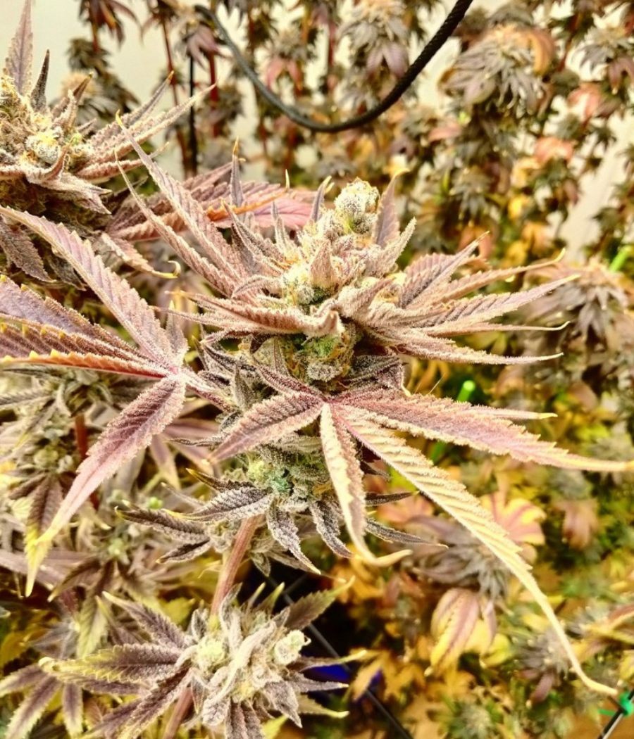 nasiona marihuany Sour Diesel odmiana konopi