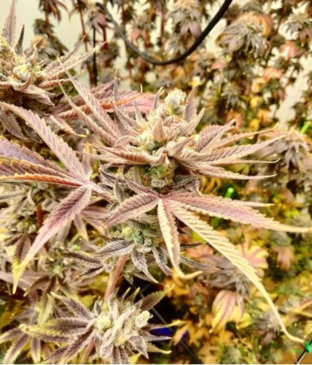 Sour Diesel