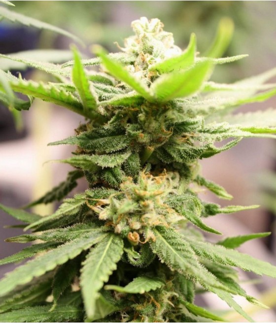 nasiona marihuany Super Skunk odmiana konopi