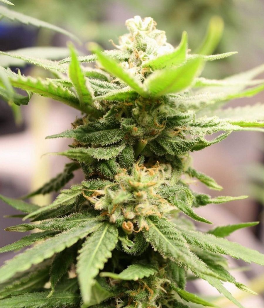 nasiona marihuany Super Skunk odmiana konopi