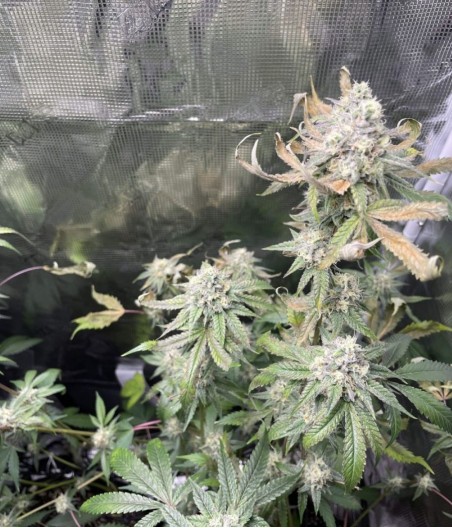 Sherbet