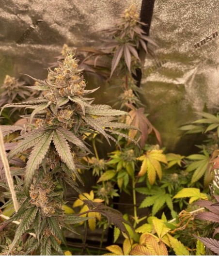 Purple Kush