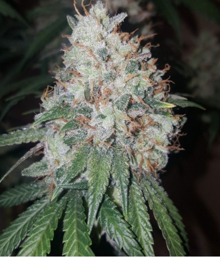 Orange Bud