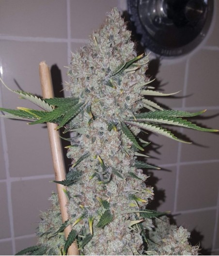 Northern Light