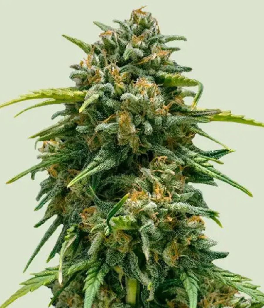 nasiona marihuany Sweet Skunk Auto opis odmiany