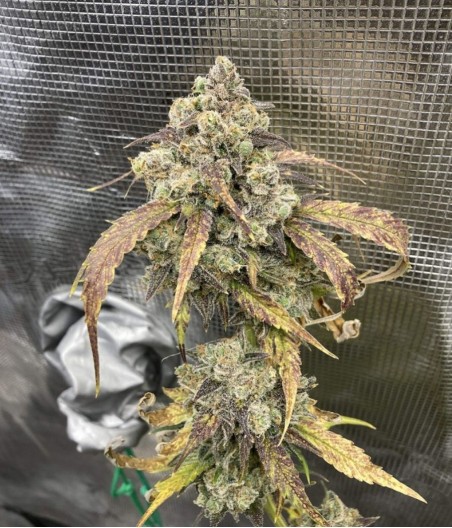 Train Wreck