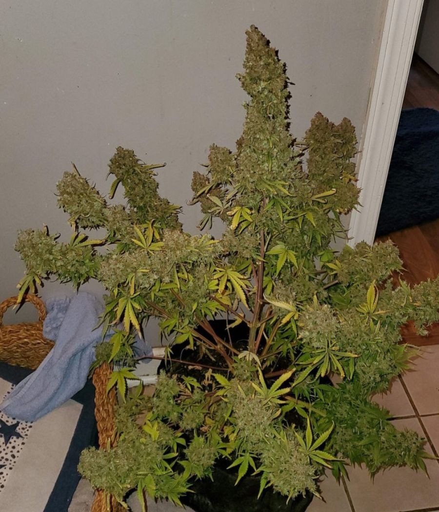 nasiona marihuany Lemon Skunk odmiana konopi