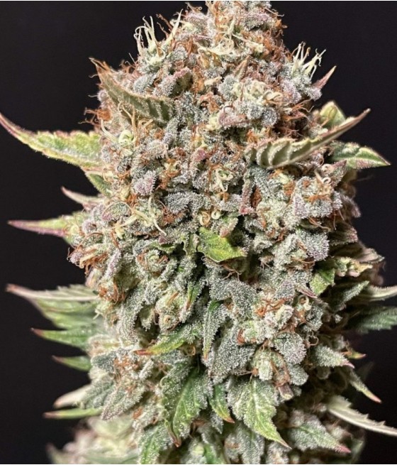 nasiona marihuany Lavender odmiana konopi