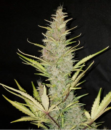 Jack Herer