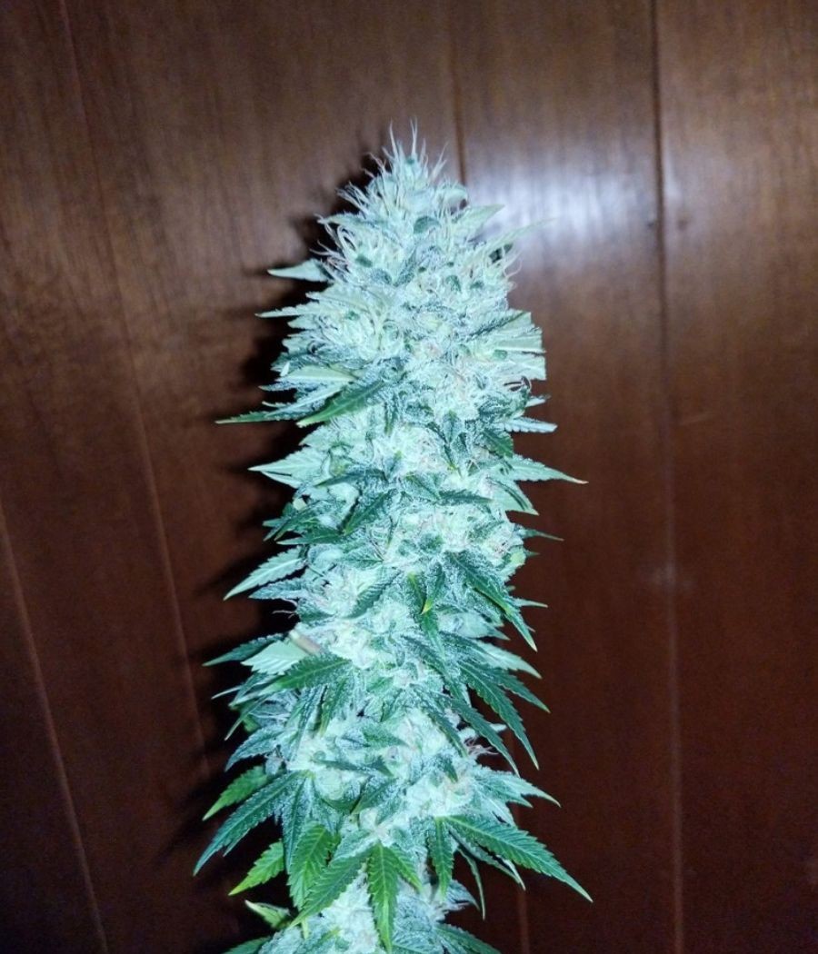 nasiona marihuany Gorilla Glue
