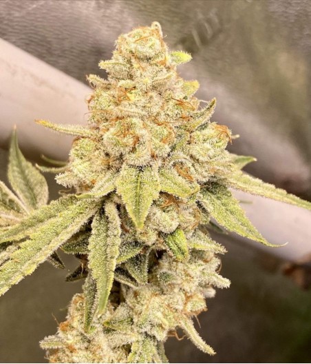 Green Crack
