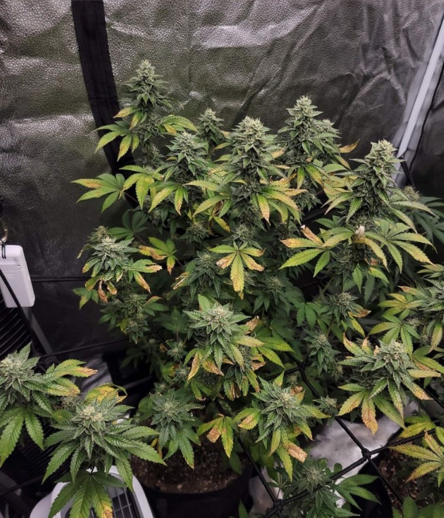 nasiona marihuany Girl Scout Cookies