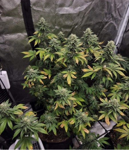 Girl Scout Cookies