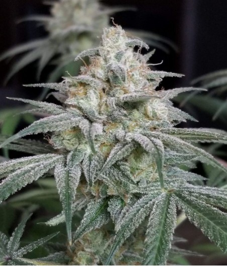 Grapefruit