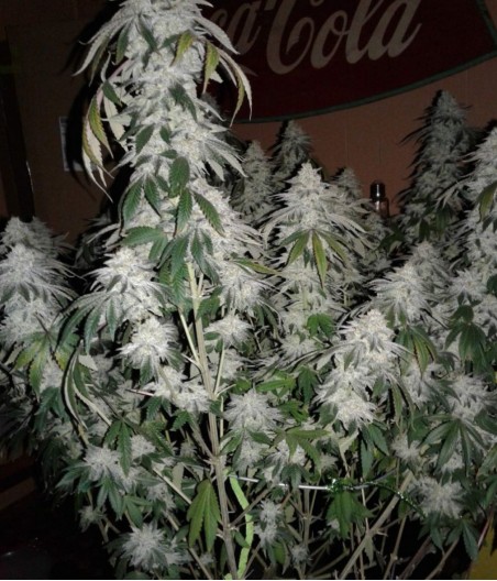 Great White Shark