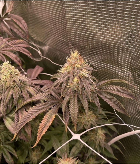 nasiona marihuany Skunk