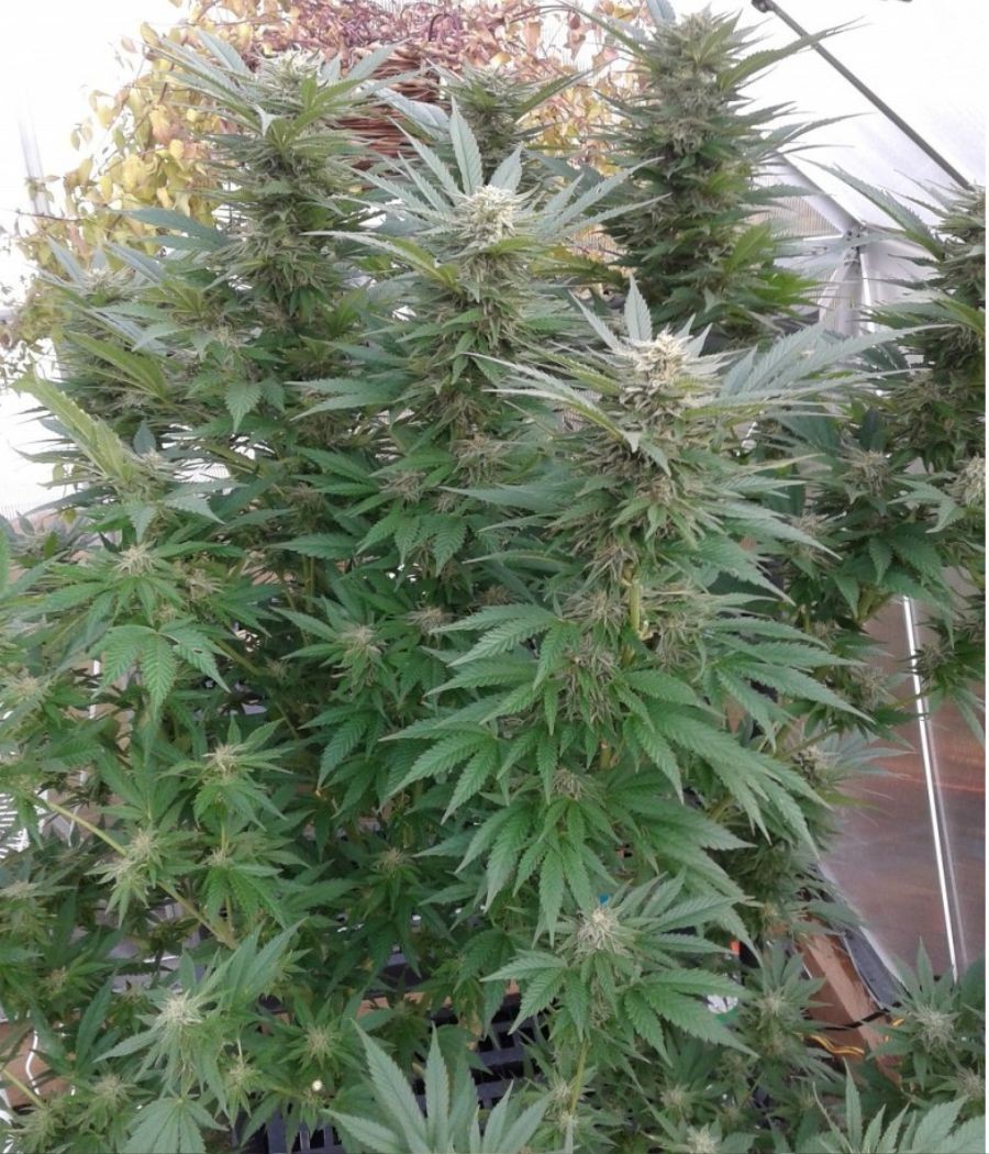 nasiona marihuany Durban Poison