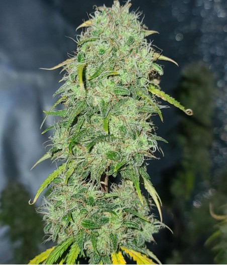 Critical Mass