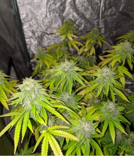 Critical