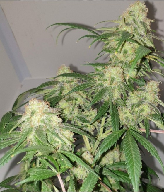 nasiona marihuany RoboCop