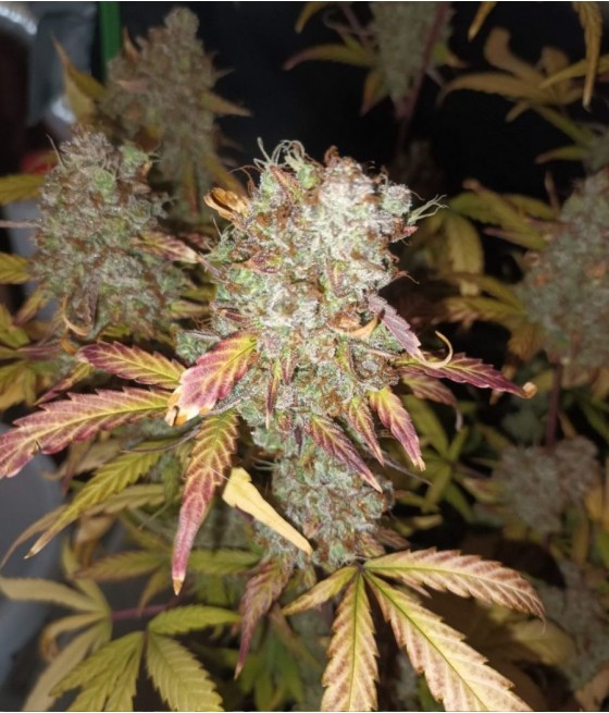 nasiona marihuany Coffe Ryder