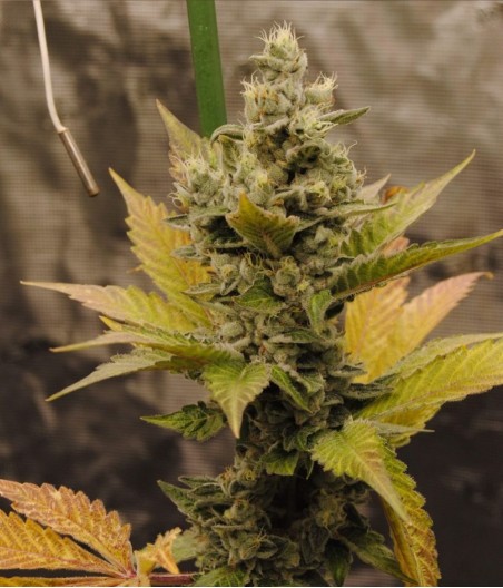 Bruce Banner
