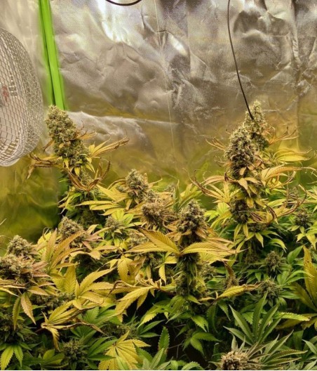 Big Bud