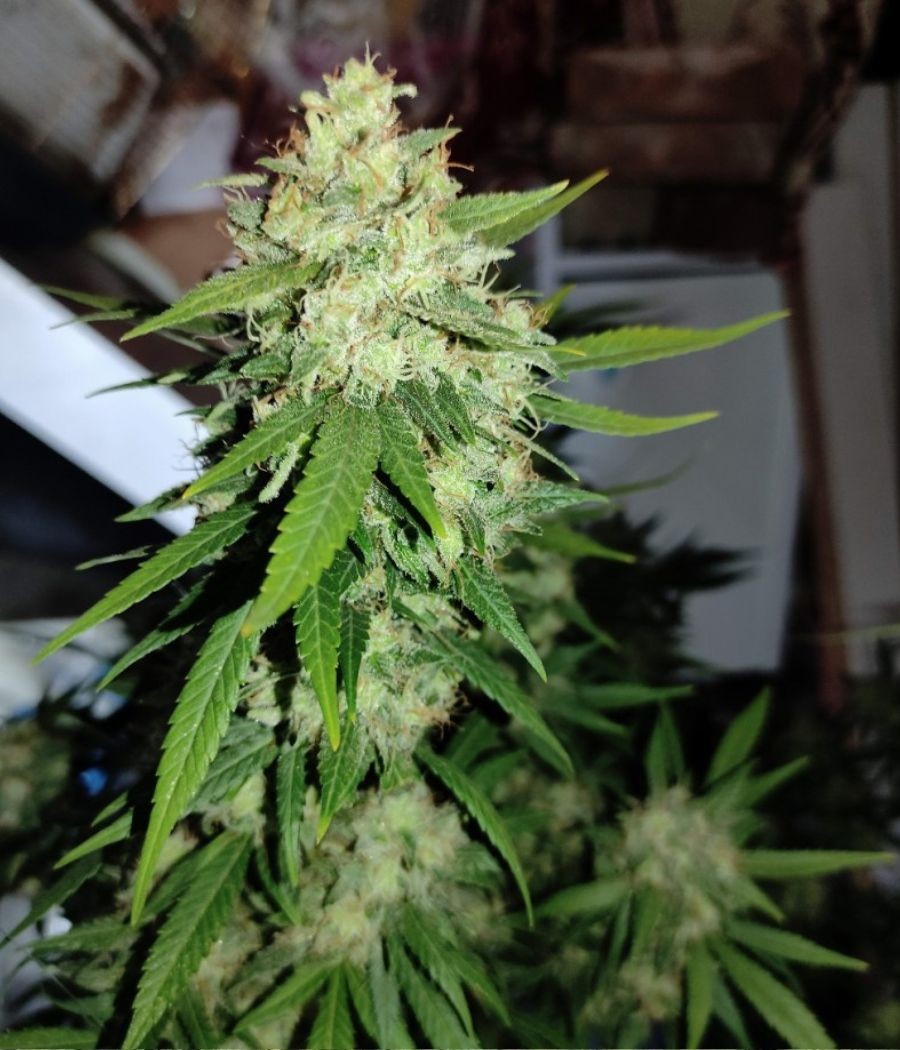 nasiona marihuany Amnesia Gold
