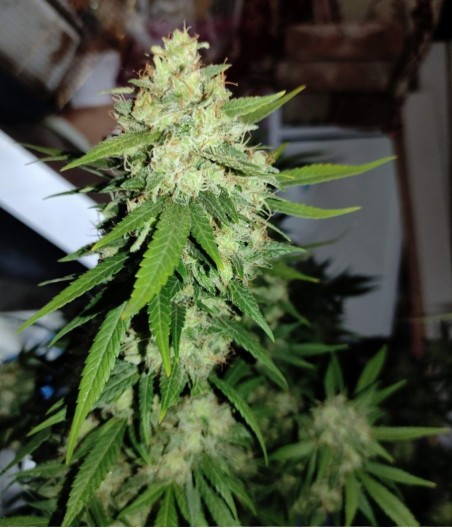 Amnesia Gold