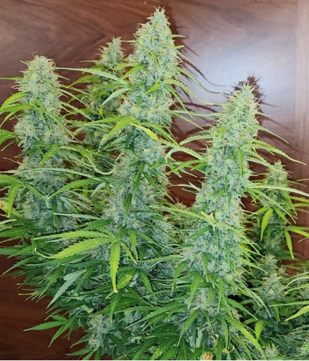 AK 47
