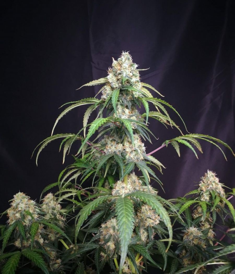 nasiona marihuany White Russian