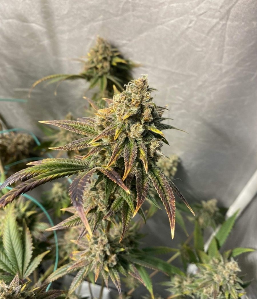 nasiona marihuany Afghan Kush