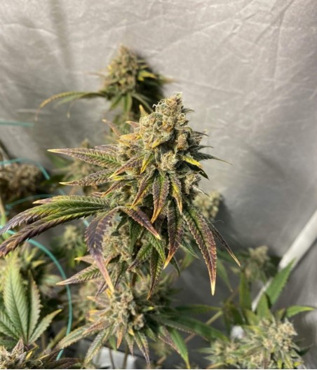 Afghan Kush