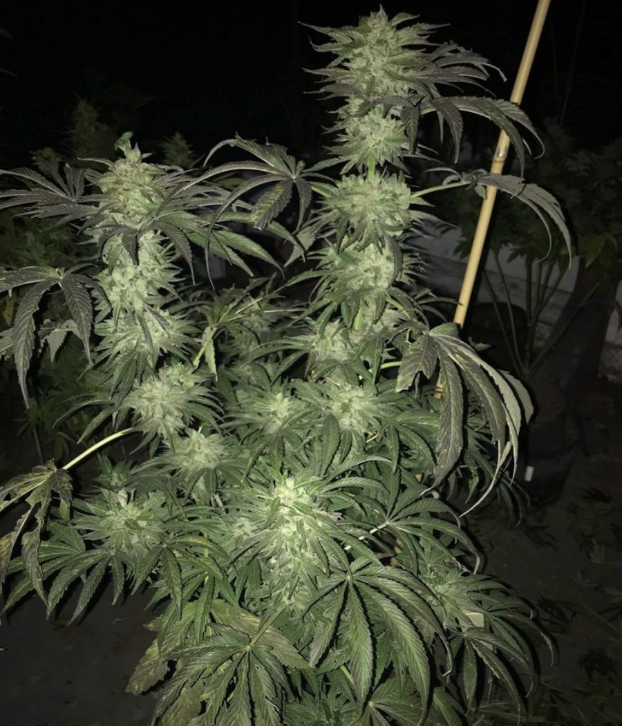 nasiona marihuany Critical Kush