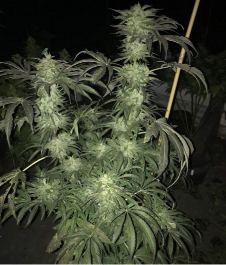 Critical Kush
