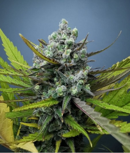 OG Kush